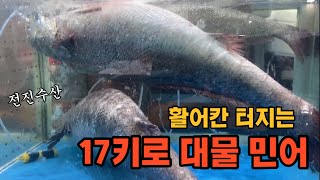 [전진수산] 활어칸 뿌셔 17키로 대물민어 | 자연산클라스