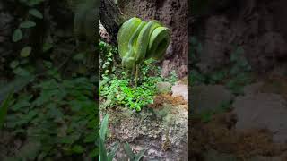 Green Tree Python #zoo  #foryou #f #snake #python #shorts #reel #trending #viral #fyp #foryoupage