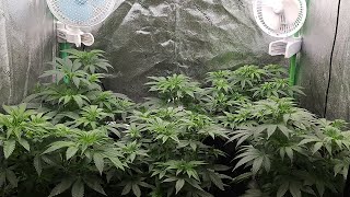 Grow update: 4x2 wk.2 flower, 3x3's and clones  @Spider-Farmer  #G4500