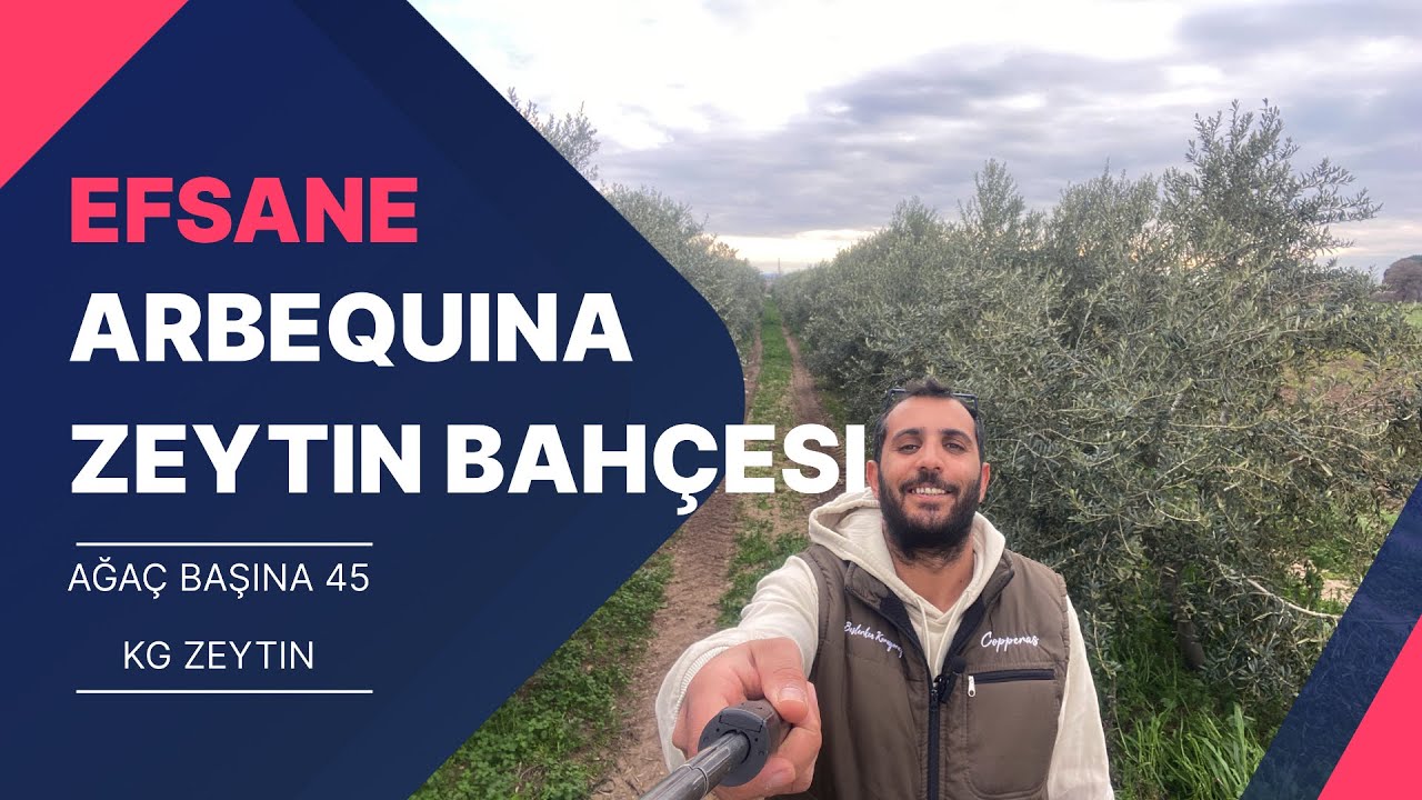 5 yaşındaki Efsane Arbequina zeytin bahçesinde ağaç başına 45 kg zeytin verimi. İspanyol Arbequina