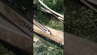 lunaknya kayu sengon#shorts