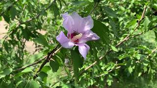 70824 Rose Of Sharon Pink