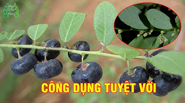 Công Dụng Bất Ngờ Của Cây Phèn Đen | Mẹo Dân Gian