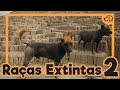 + 5 RAÇAS de cães EXTINTAS! #somosdogueiros #RaçasExtintas