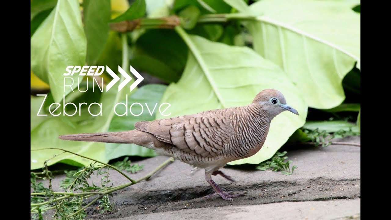 Zebra dove Hunting photo bird - Burung Perkutut Jawa (Geopelia striata