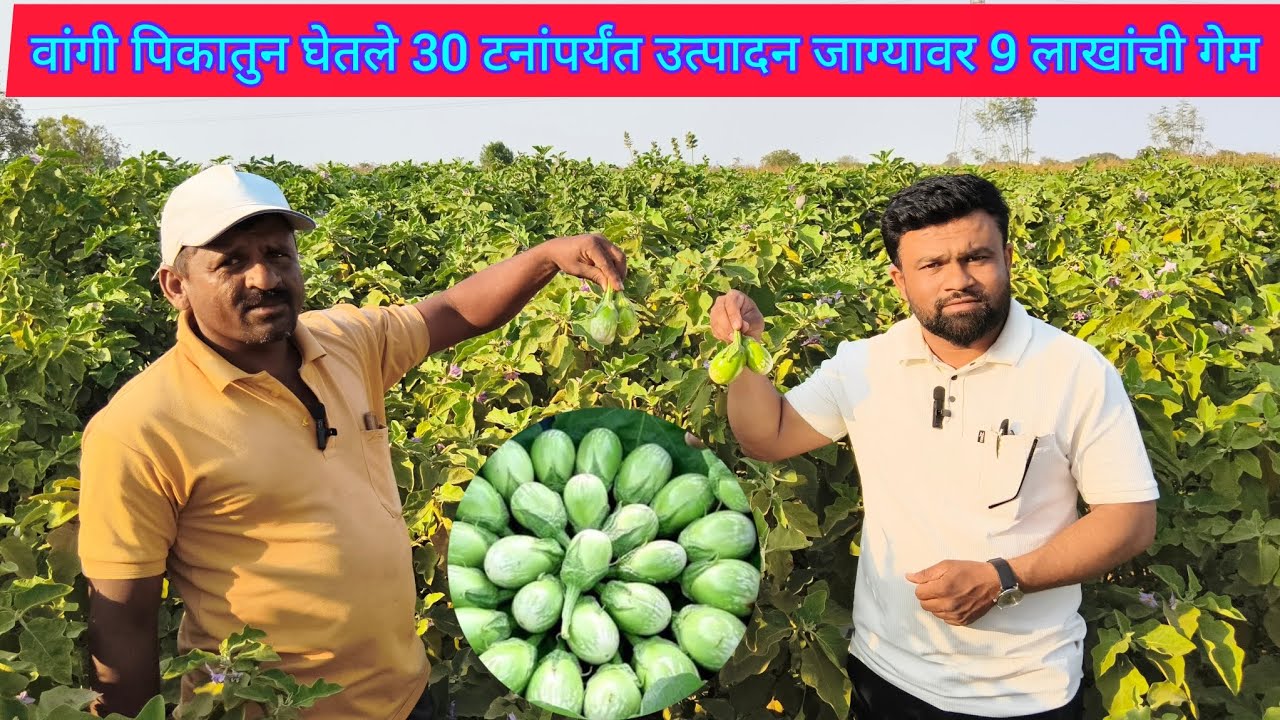 वांगी पिकातुन घेतले 30 टनांपर्यंत उत्पादन जाग्यावर 9 लाखांची गेम 