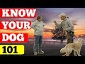 Basic Dog Training can Stop Bad Dog Behavior - Using the Heel Command Properly Basic Dog Training can Stop Bad Dog Behavior - Using the Heel Command Properly