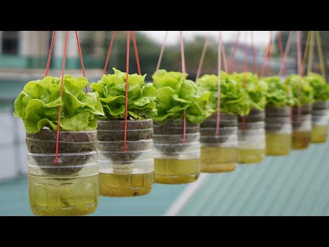 Video: Container Grown Salad Greens - Tips Menanam Salad Dalam Pot