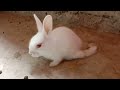 The cutest baby bunny rabbit compilation ever  gappus family 
