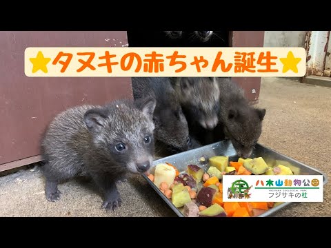 タヌキの赤ちゃんが誕生しました！