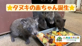 タヌキの赤ちゃんが誕生しました！