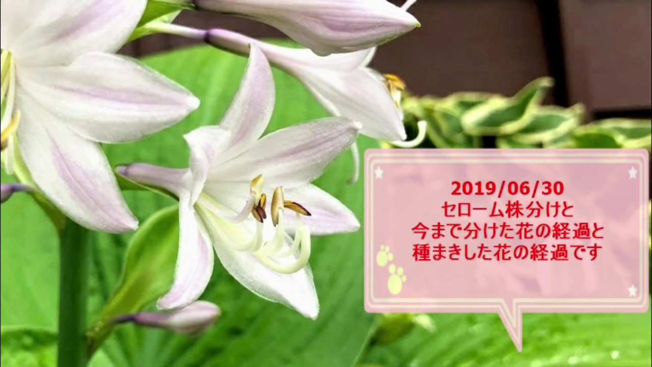 ガーデニング 観葉植物セローム株分けと株分けした花の現在の様子 Youtube