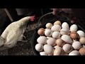 Куры несушки - яйца вёдрами