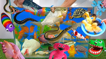 Tổng hợp các video cá cảnh đẹp, động vật dễ thương, vịt con, cá bảy màu, cá lia thia, cá voi xanh