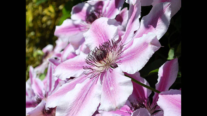 Rebecca Tripp - The Clematis Waltzing