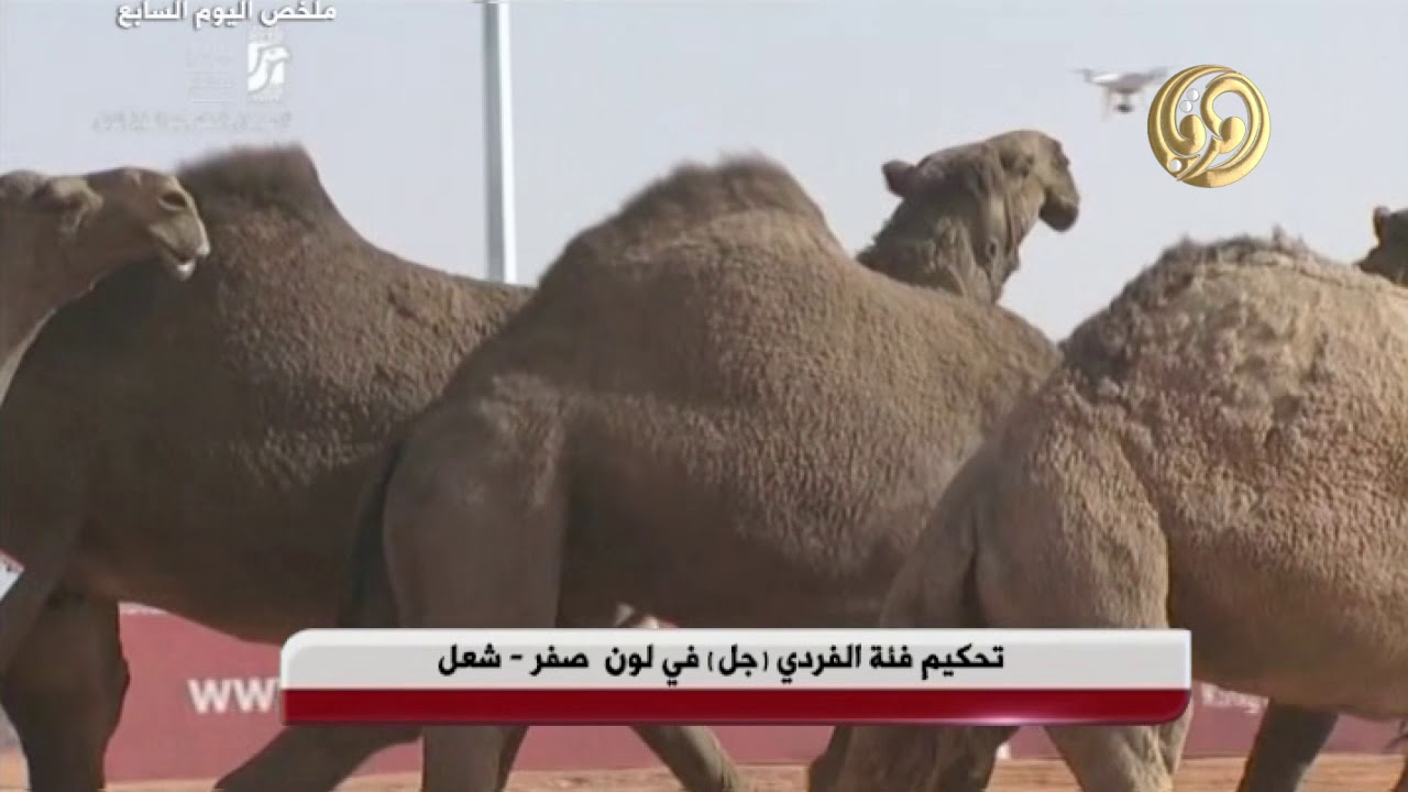 ملخص عروض اليوم السابع 7-1-2018 م فئة فردي ( جل - صفر +شعل )