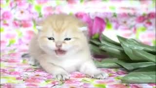 Смешные и милые котята 😂 Лучшие видео 2021 😺😺😺 Милый котенок вы должны это видеть