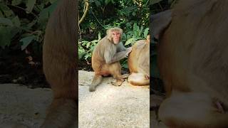 Download Lagu The Monkey Suddenly Reacts and Moves Toward Me 🐒😠 MP3