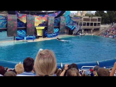 Video: SeaWorld San Diego - Missa inget