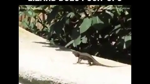 lizard doing Push ups | Funny Video 2017