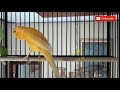 Masteran Kenari Paling Di Cari Cengkok Enak Gaya Mewah Omkicau(.mp3 .mp4) Mp3 - Mp4 Download