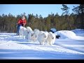 Упряжка 8 самоедов  Ristikent team 2017 4K