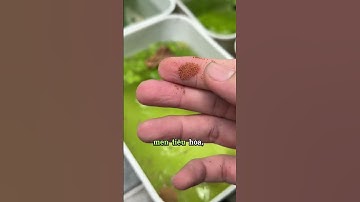 Cám trộn 5 trong 1 đang chạy chương trình giảm giá lớn nhất năm#guppy #ca7mau #nhacabaymau #cabaymau