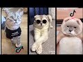 Смешные КОТЫ из Тик Ток. Лучшее из tik tok. Подборка 2020 😼