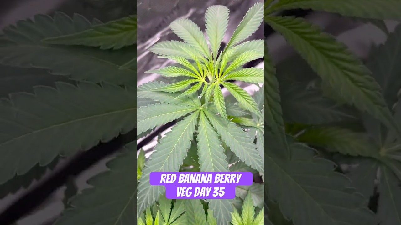 Red Banana Berry Strain VEG Day 35  