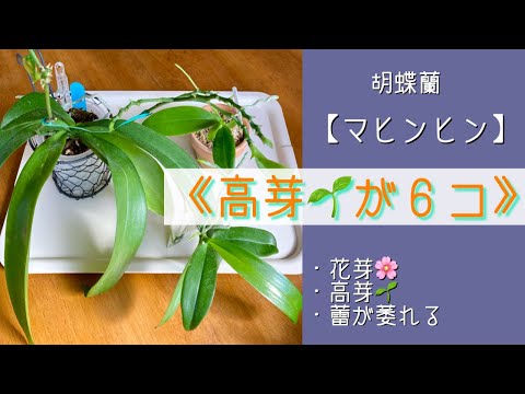 2024年2月3日 原種の胡蝶蘭《マヒンヒン》 また高芽🌱が出ました