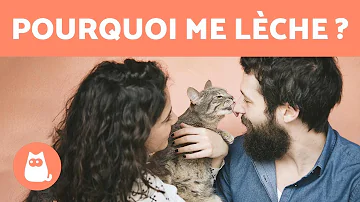 Pourquoi le chat se lèche tout le temps ?