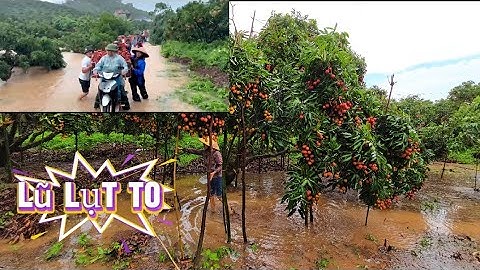 LŨ LỤT NGẬP VƯỜN VẢI THIỀU LỤC NGẠN ĐANG CHÍN SAU CƠN MƯA TO I NÚI ĐỒI LỤC NGẠN
