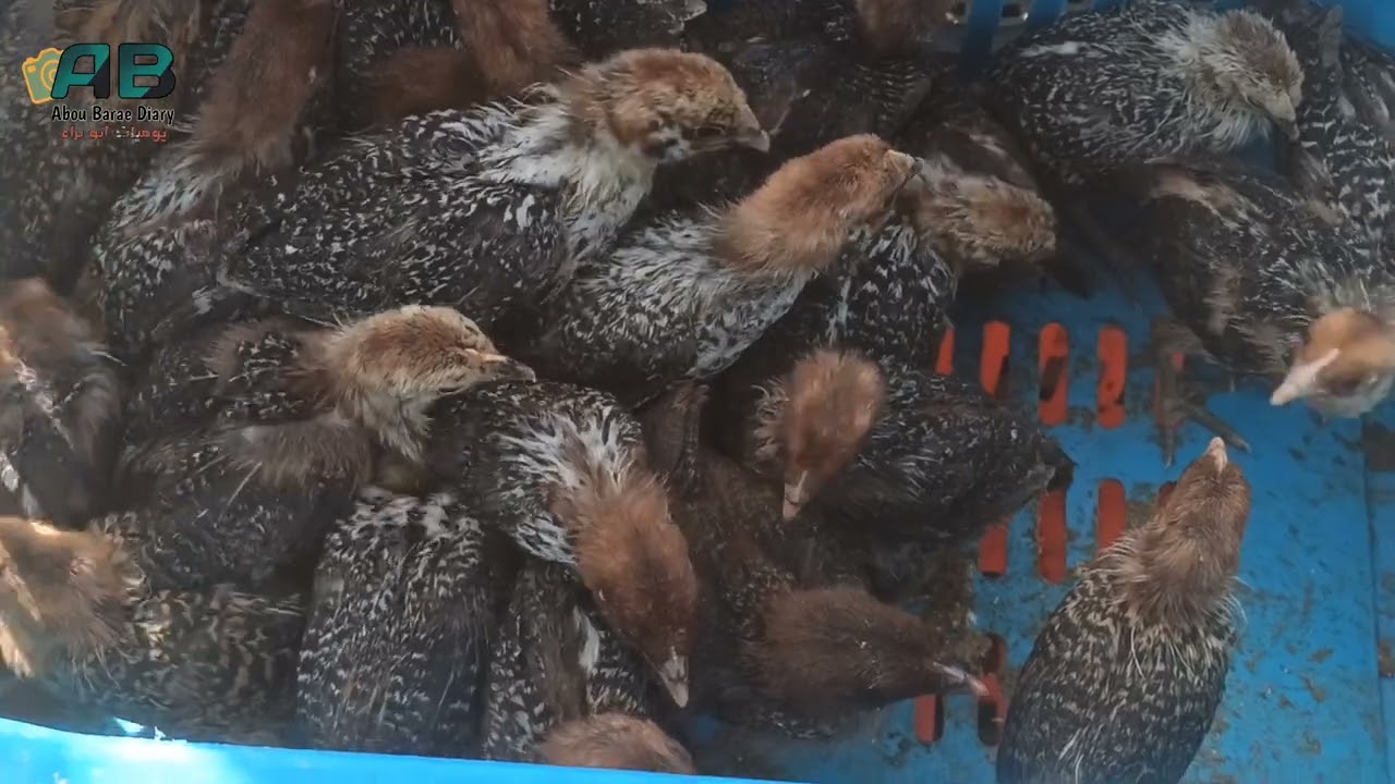 سوق الدواجن والطيور بواد سوف