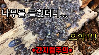 공벌레에 미쳐버린 한 남자 이야기..