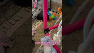 Yorkie Playtime At 5 Weeks Old