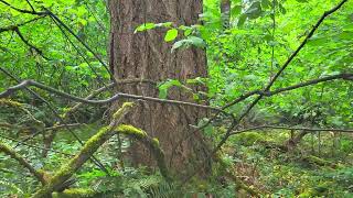 Bellevue School District 10 acre Somerset Property for Sale