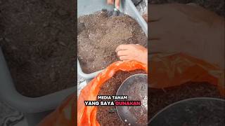 Media Tanam Cabe Di Polybag #penagarden #mediatanamku