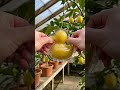 I turned a $1 lemon into a $100 duck 🍋🦆 #Lemon #DuckShape #FruitMold #ViralFood #OddlySatisfying