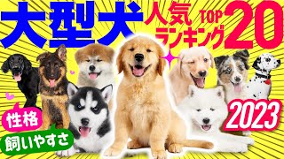 [Русские субтитры] 20 самых популярных пород крупных собак в Японии в 2023 году