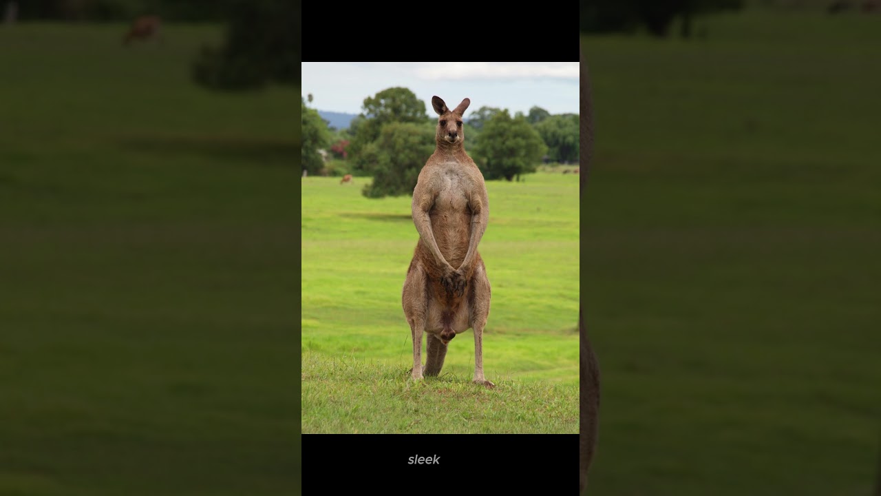 4 Types of Kangaroos