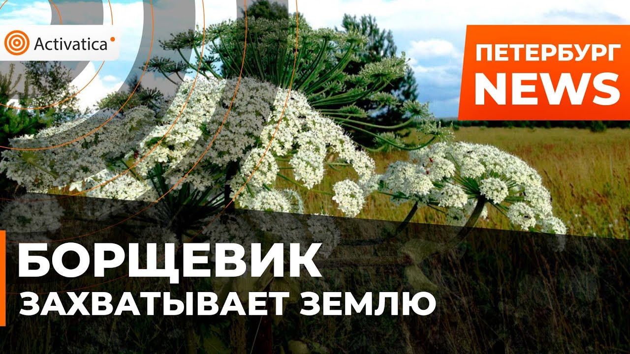??Активисты Петербурга не могут добиться, чтобы скосили борщевик - YouTube