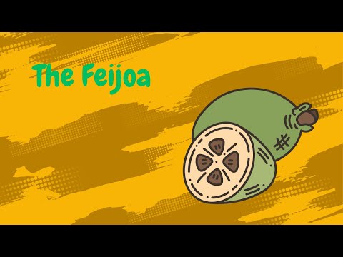 Video: Exotic and he althy feijoa fruit