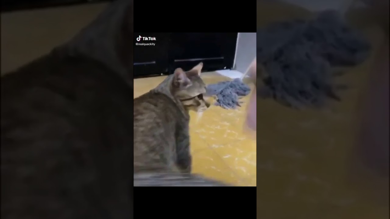 Today Im Playing Rock Paper Scissors With My Cat YouTube