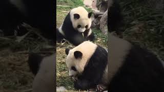 Giant pandas’ dinner time
