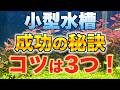 小型水槽は難しい!?熱帯魚を元気に飼育する3つのコツを分かりやすく解説!