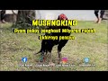 Salah satu pejantan pakoy legendaris sasana ngapak puwolerto musangking pensiun