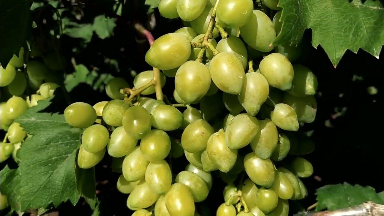 Сорт винограда Надежда Аксайская, описание сорта с характеристикой и отзывами, а