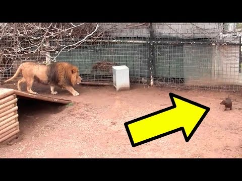 Вопрос: Зачем в зоопарках США бросают щенков в клетки с гепардами?