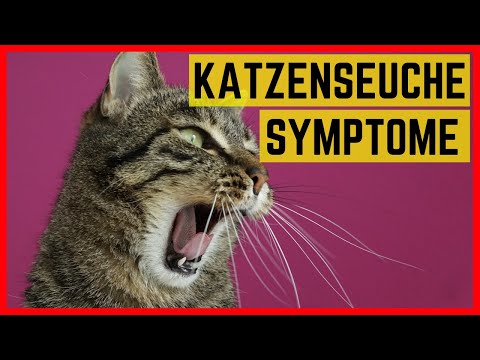 Video: So Erkennen Sie Eine Katzenkrankheit
