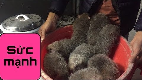 Dúi trung quốc | Dúi mốc đại | Khách tận Cao Bằng về bắt Dúi giống | Chuột Tre 360